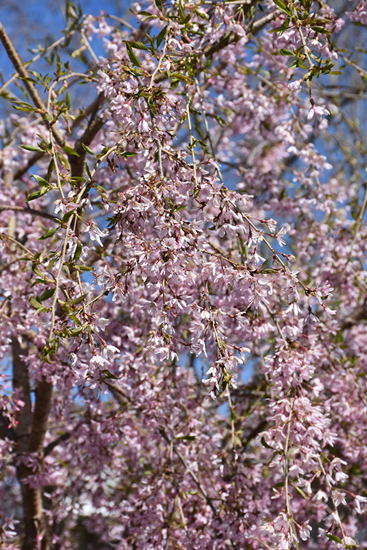 Cherry-Pink Snow Showers 5'15C