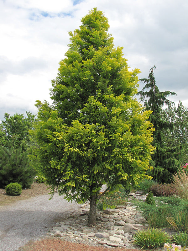 Dawn Redwood-Gold Rush 1.75"B