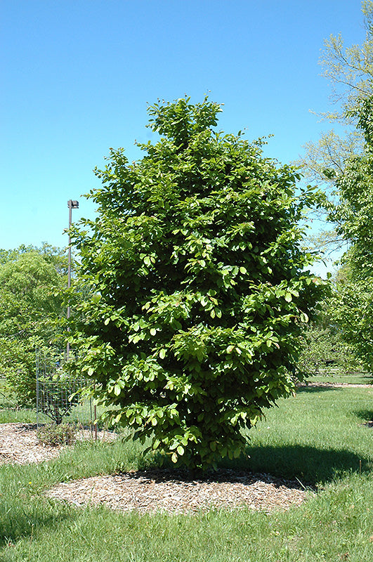 Parrotia-Vanessa 2.5"B
