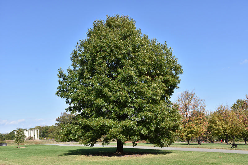 Oak-Scarlet 2.0"B