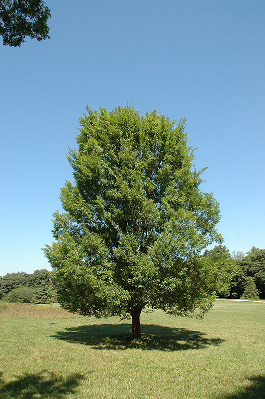 Elm-Allee 2.0"B