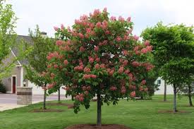 Buckeye-Briotii 25C