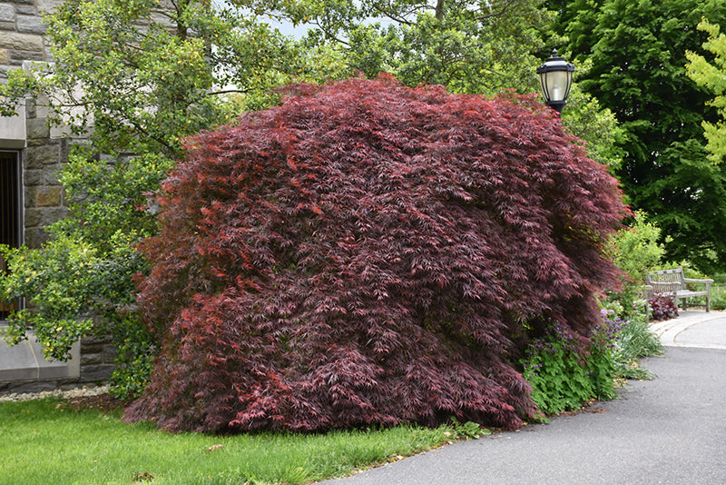 Maple-Tamukeyama 6C