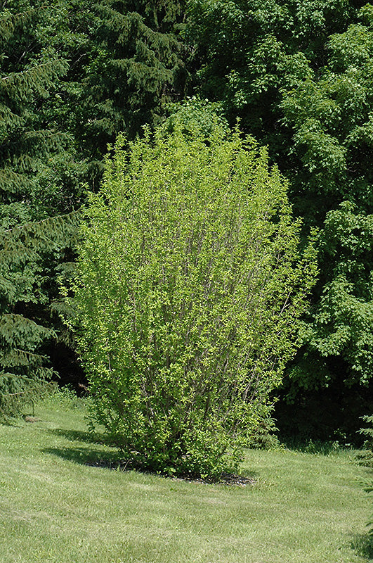 Dogwood-Golden Glory 5'B