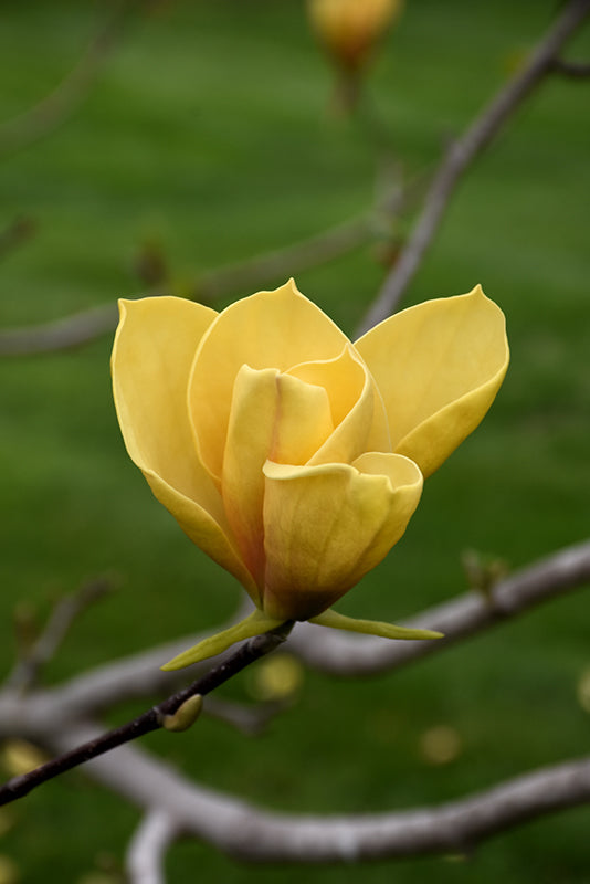 Magnolia-Judy Zuk 1.75"B