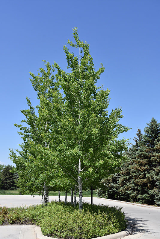 Aspen-Prairie Gold® 15C