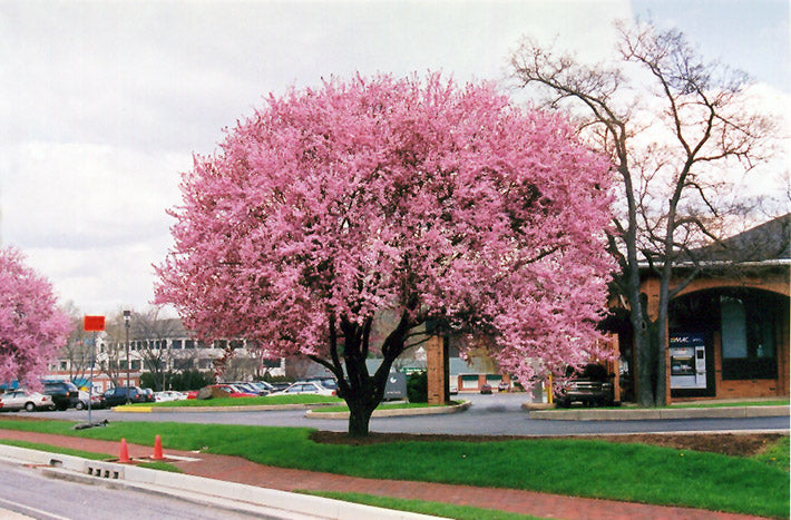 Plum-Thundercloud 2.0"B