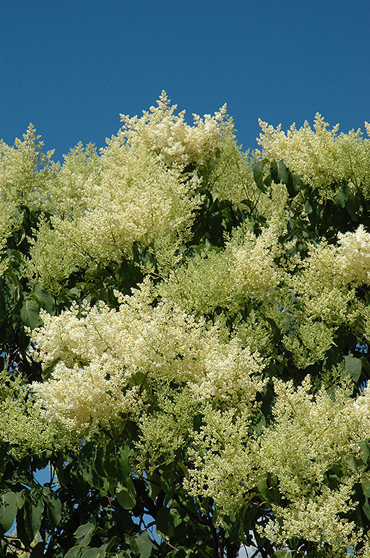 Lilac-Japanese Tree 5'B