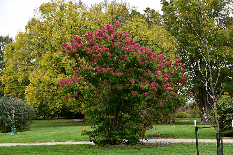 Heptacodium-Seven Son 7'B