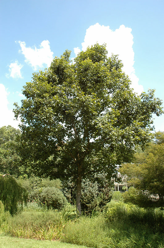 Oak-Swamp Chestnut 2.5"B