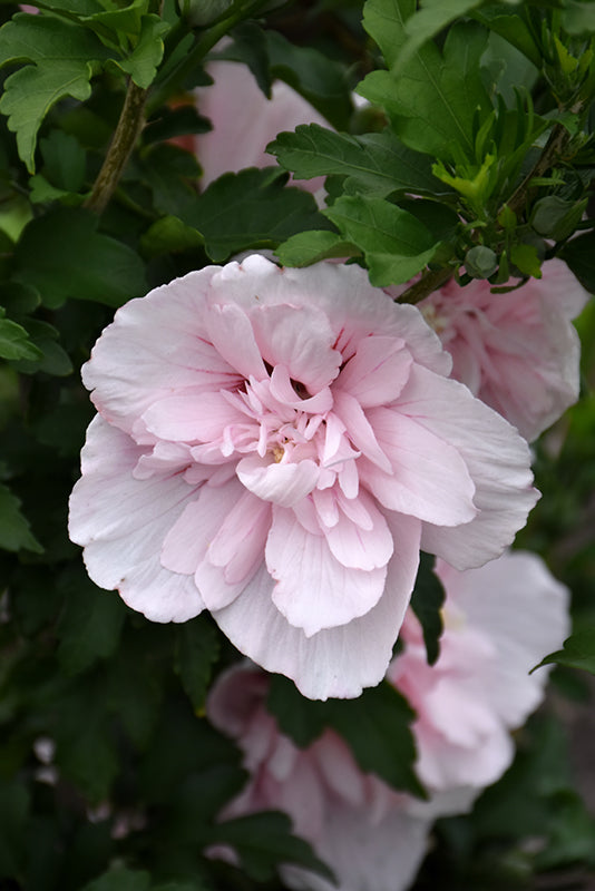 Althea-Pink Tree 1.5"B