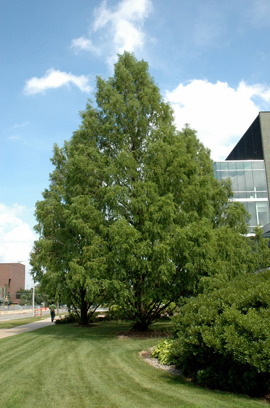 Dawn Redwood-2.0"B