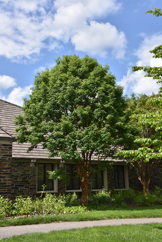 Maple-Paperbark 1.5"B
