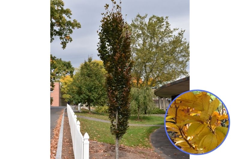Beech-Dawyck Purple 3C