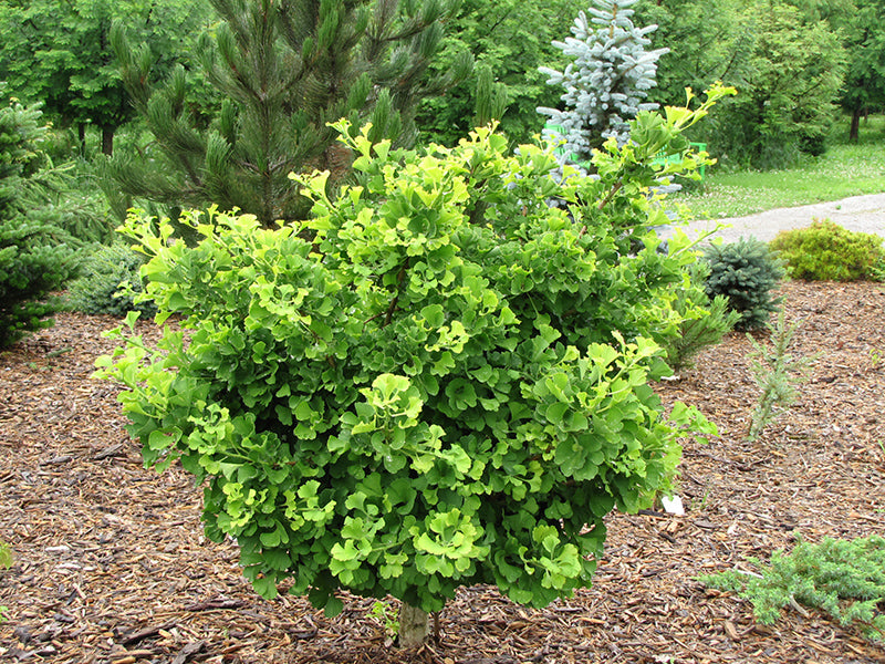 Ginkgo-Mariken on Standard 3C