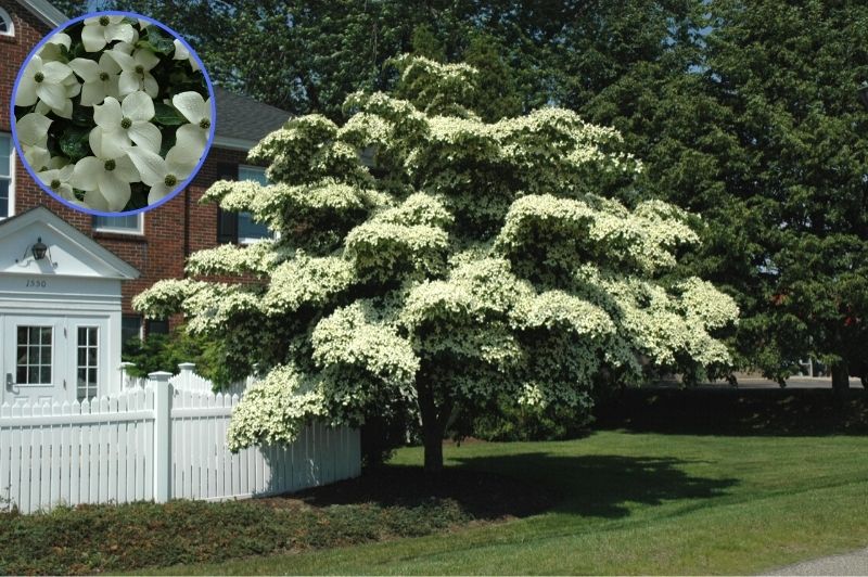Dogwood-Kousa 2.0"B
