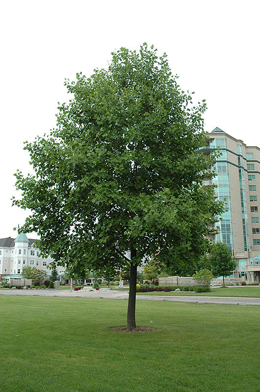 Tulip Tree-2.0"B