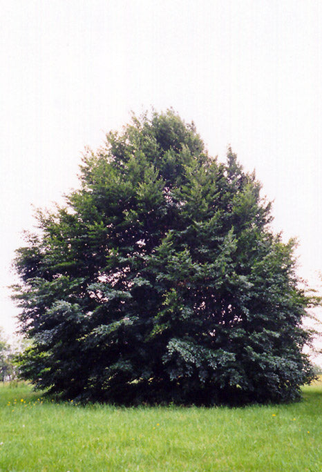 Beech-European 7'B