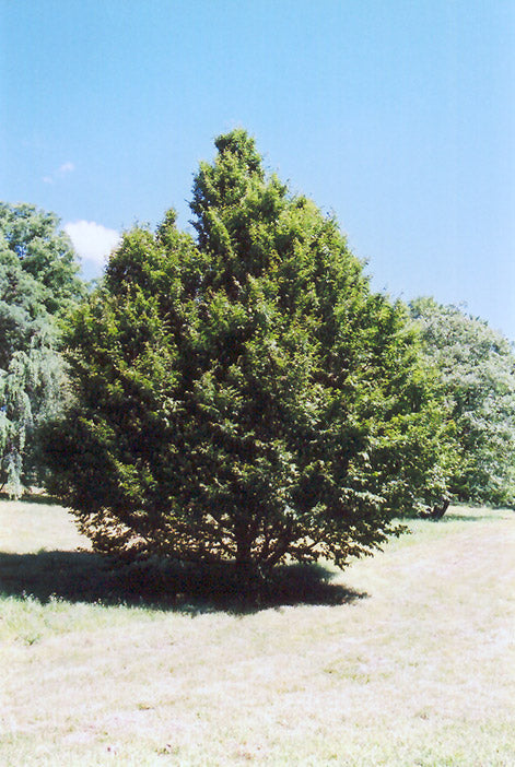 Hornbeam-American 2.0"B