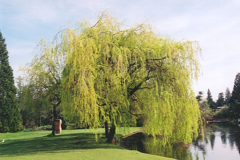 Willow-Golden Weeping 1.5"B