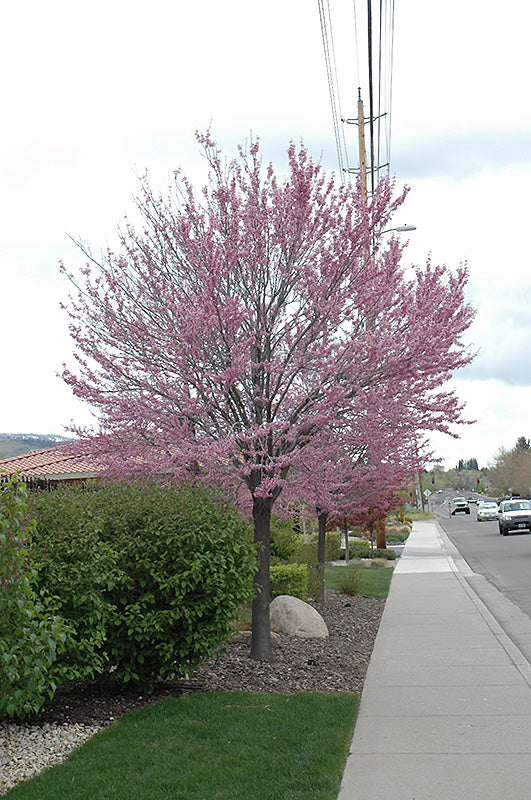 Redbud-Tree 1.75"B