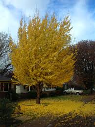 Ginkgo-Autumn Gold 2.0"B