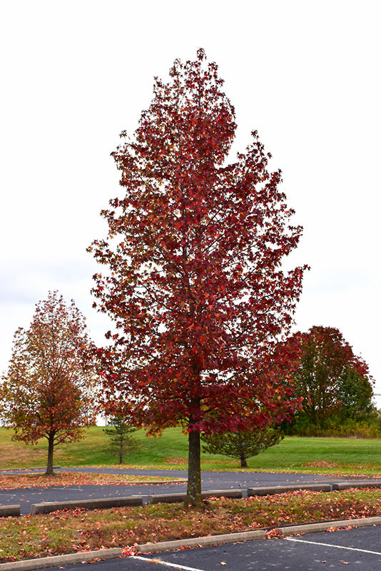 Sweet Gum-Happidaze 2.0"B