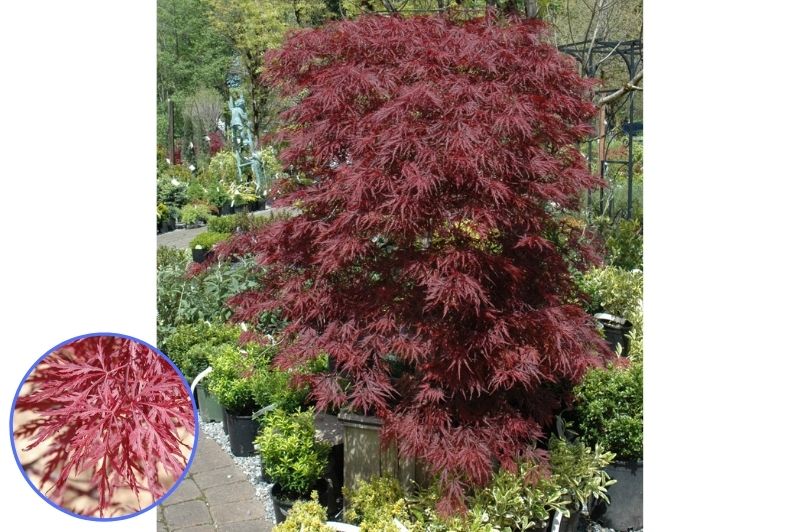 Maple-Red Dragon 30"B