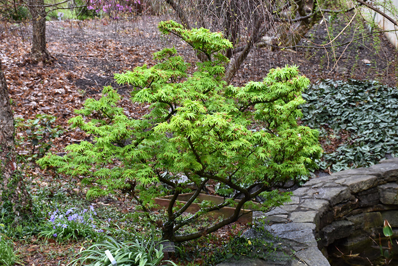 Maple-Mikawa 15C