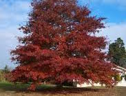Oak-Northern Red 2.0"B