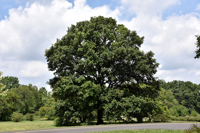 Oak-Swamp White 1.75"B