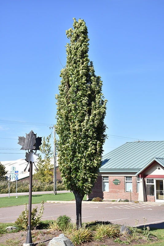 Oak-Green Pillar 2.5"BP
