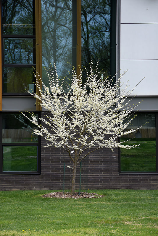 Redbud-Royal White 2.0"BP