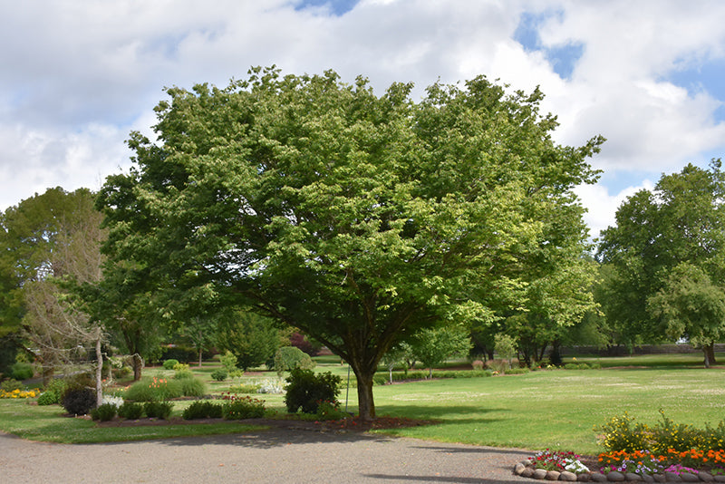 Zelkova-Village Green 2.5"BP