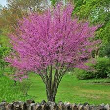 Redbud-Clump 6'BP