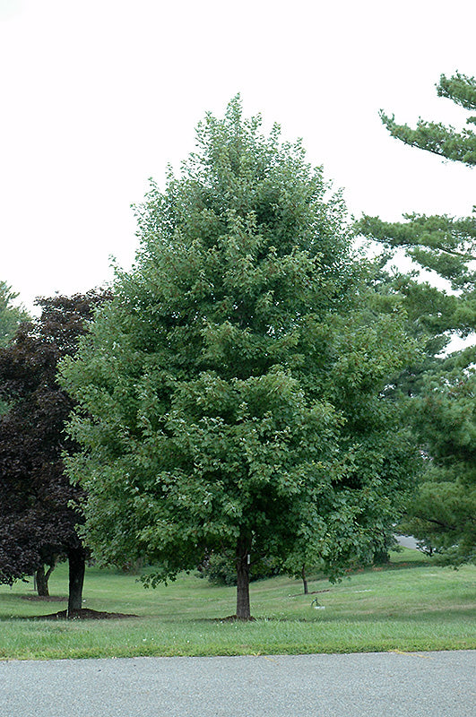 Maple-October Glory 2.5"BP
