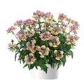 Nemesia-Nesia Banana Swirl 4.3"