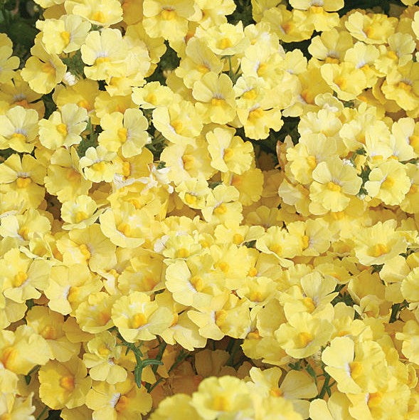 Nemesia-Sunsatia Lemon 4.3"