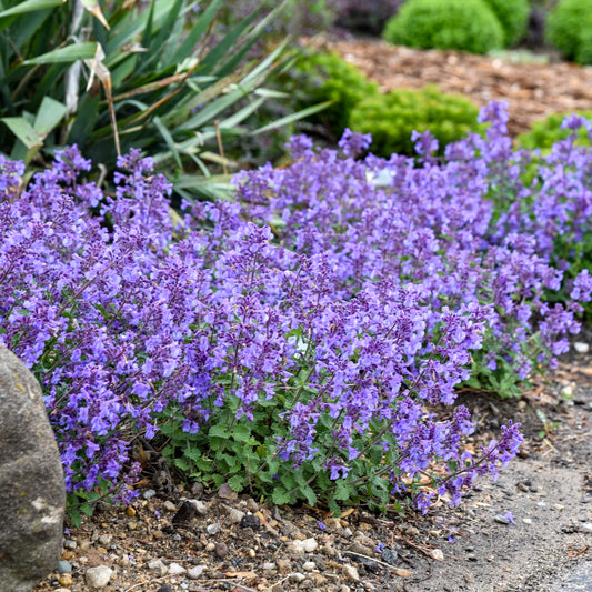 Nepeta-Catwalk Queen 1C