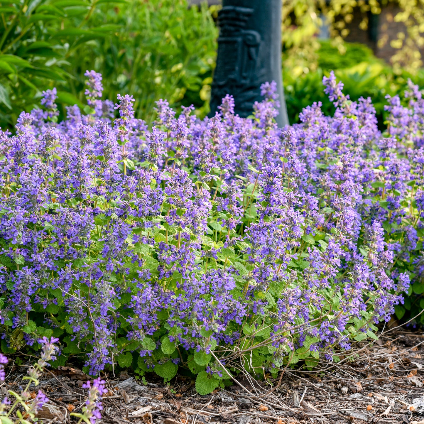 Nepeta-Chartreuse on the Loose 1C