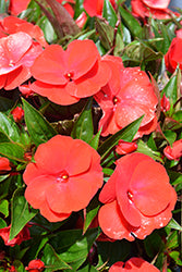 New Guinea-Petticoat True Red 6 Pack