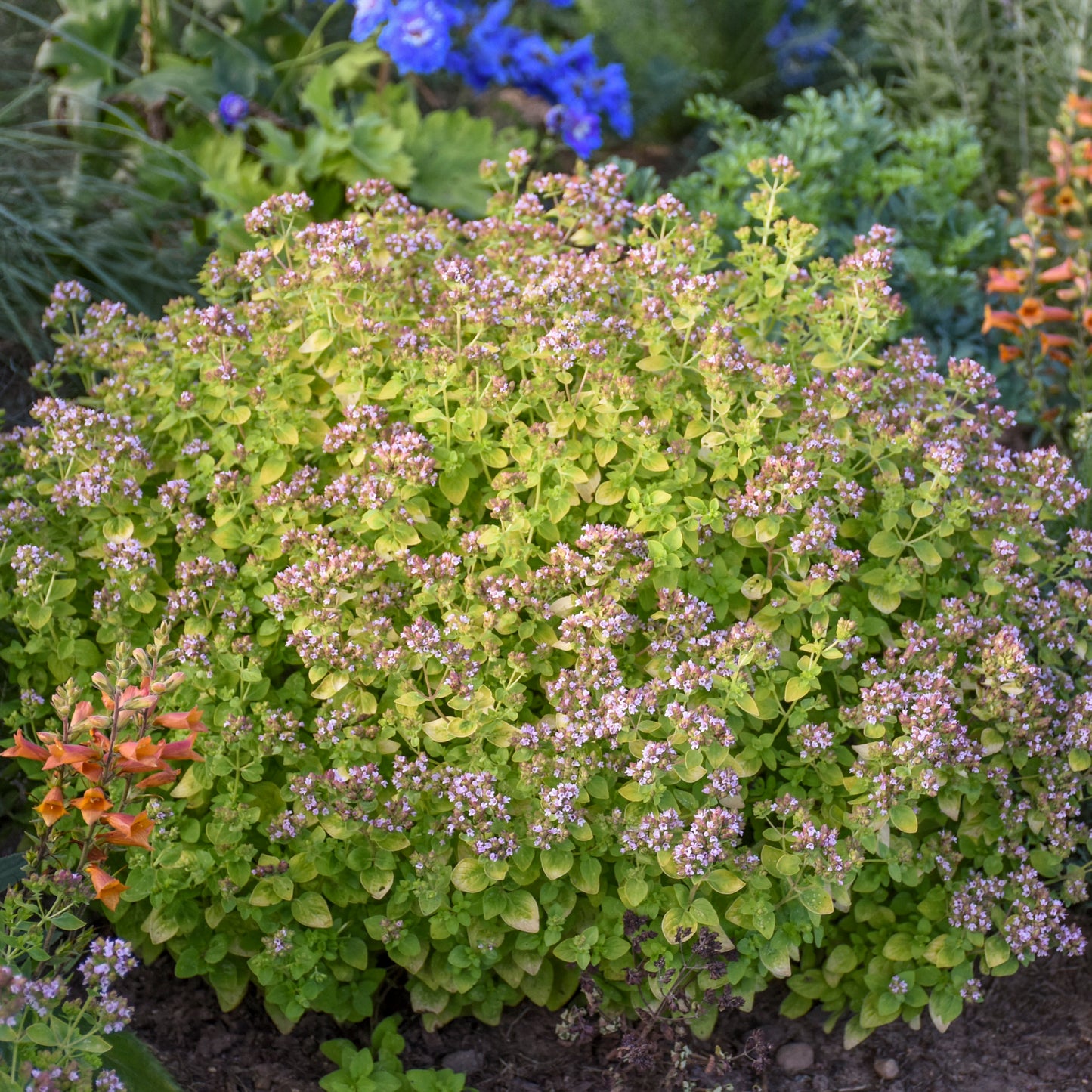 Origanum-Gilt Trip 1C