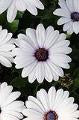 Osteospermum-Akila White Imp 4.3"