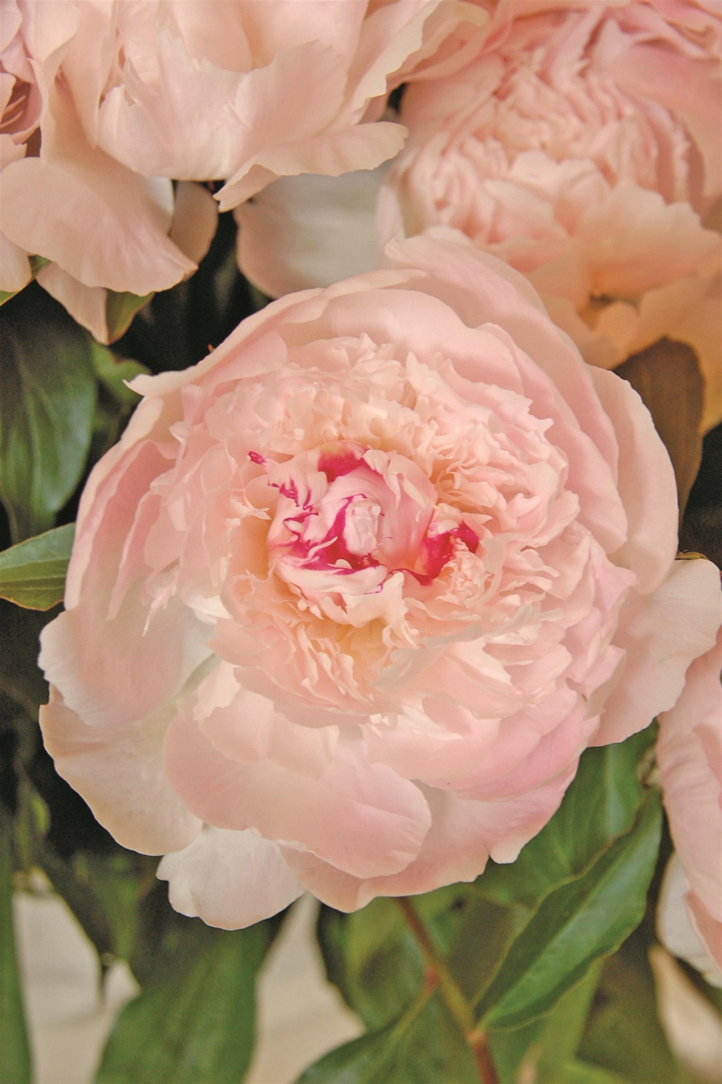 Peony-Alertie 2C