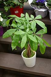 Pachira-Money Tree Braid 6