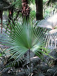 Palm-Chinese Fan 10"