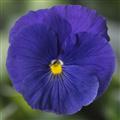 Pansy-Delta Pro Clear True Blue 6 Pack
