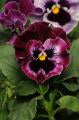 Pansy-Frizzle Sizzle Raspberry 4"