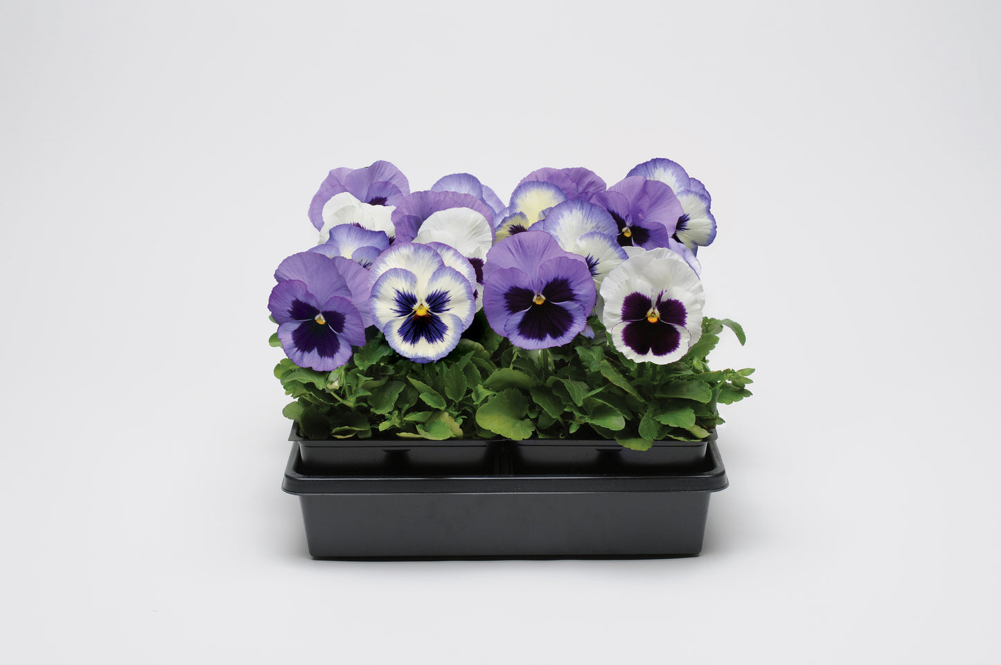 Pansy-Matrix Ocean Breeze Mix 6"