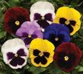 Pansy-Matrix Blotch Mix 6 Pack